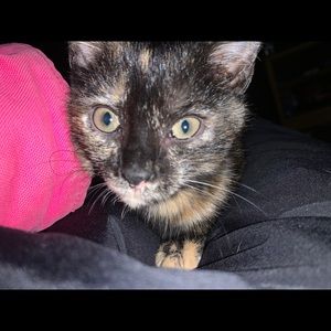 Meet your Posher, Abigail